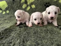 dziewczynki - 4 tygodnie